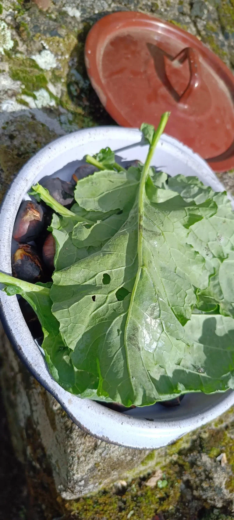 Castañas asadas bajo una hoja de col
