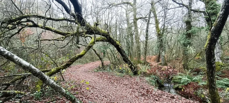 Sendero entre árboles
