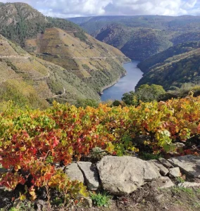 viñedo
